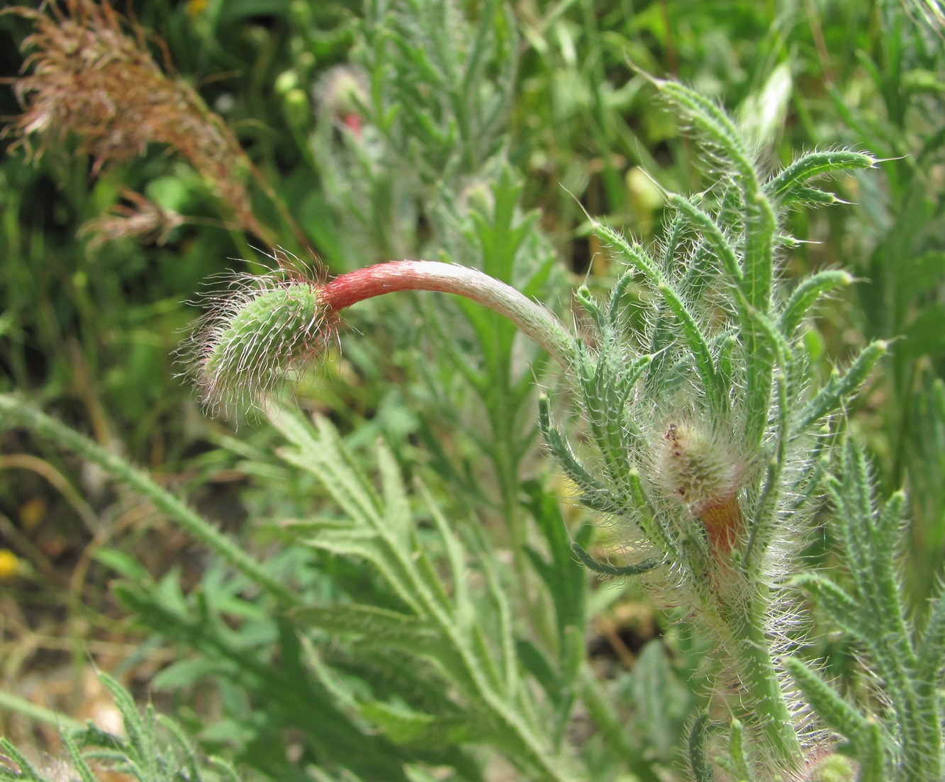 Изображение особи Papaver hybridum.