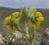 genus Potentilla. Верхушка побега с соцветием. Крым, Керченский п-ов, мыс Казантип, петрофитная степь на приморском склоне, в расщелине скалы. 26.05.2018.