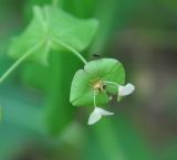 Euphorbia macroceras. Часть соцветия с сидящими насекомыми. Республика Адыгея, нижняя часть долины р. Аминовка, широколистный лес. 29.04.2018.