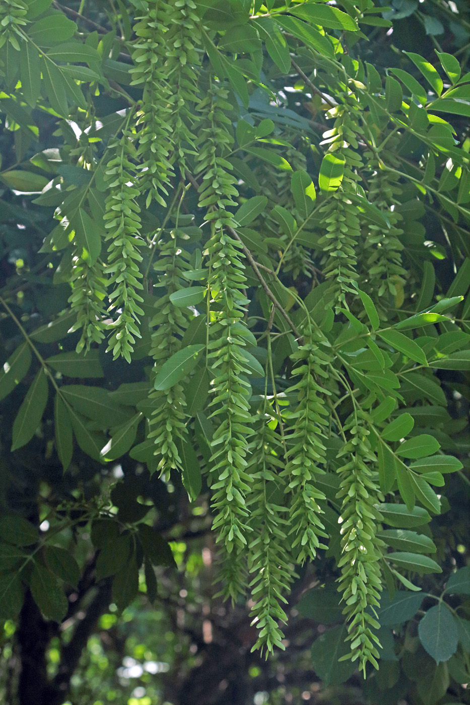 Изображение особи Pterocarya stenoptera.