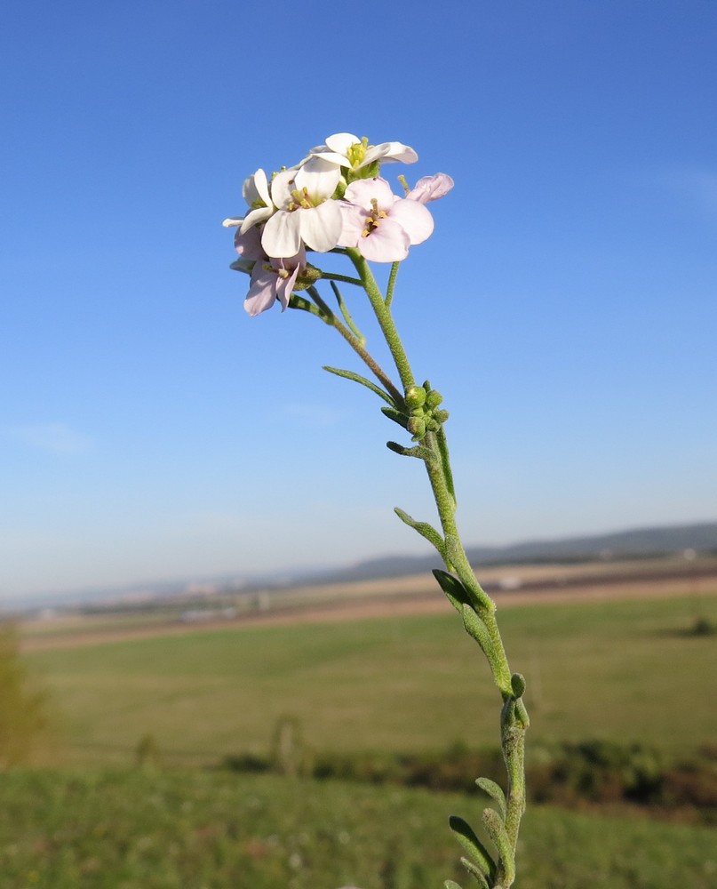 Image of Stevenia incarnata specimen.