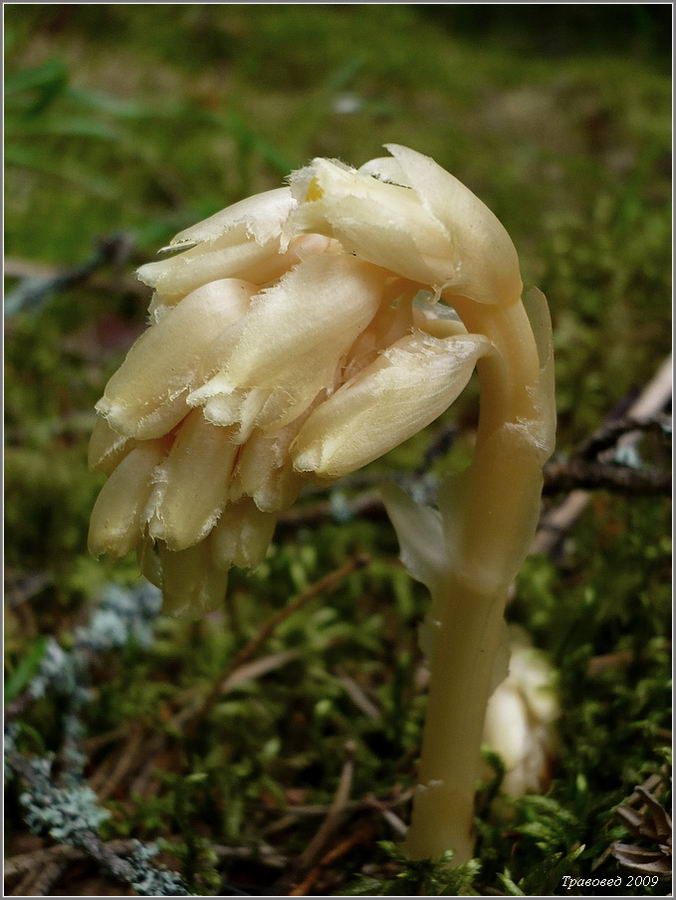 Image of Hypopitys monotropa specimen.