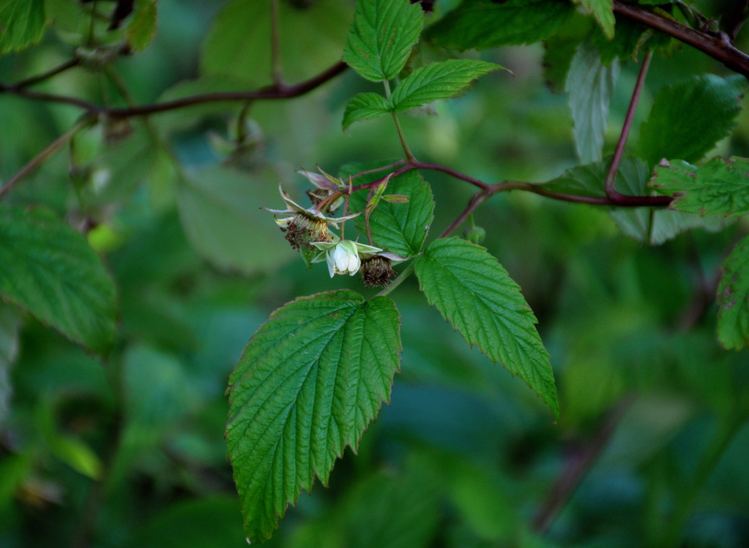 Image of Rubus idaeus specimen.