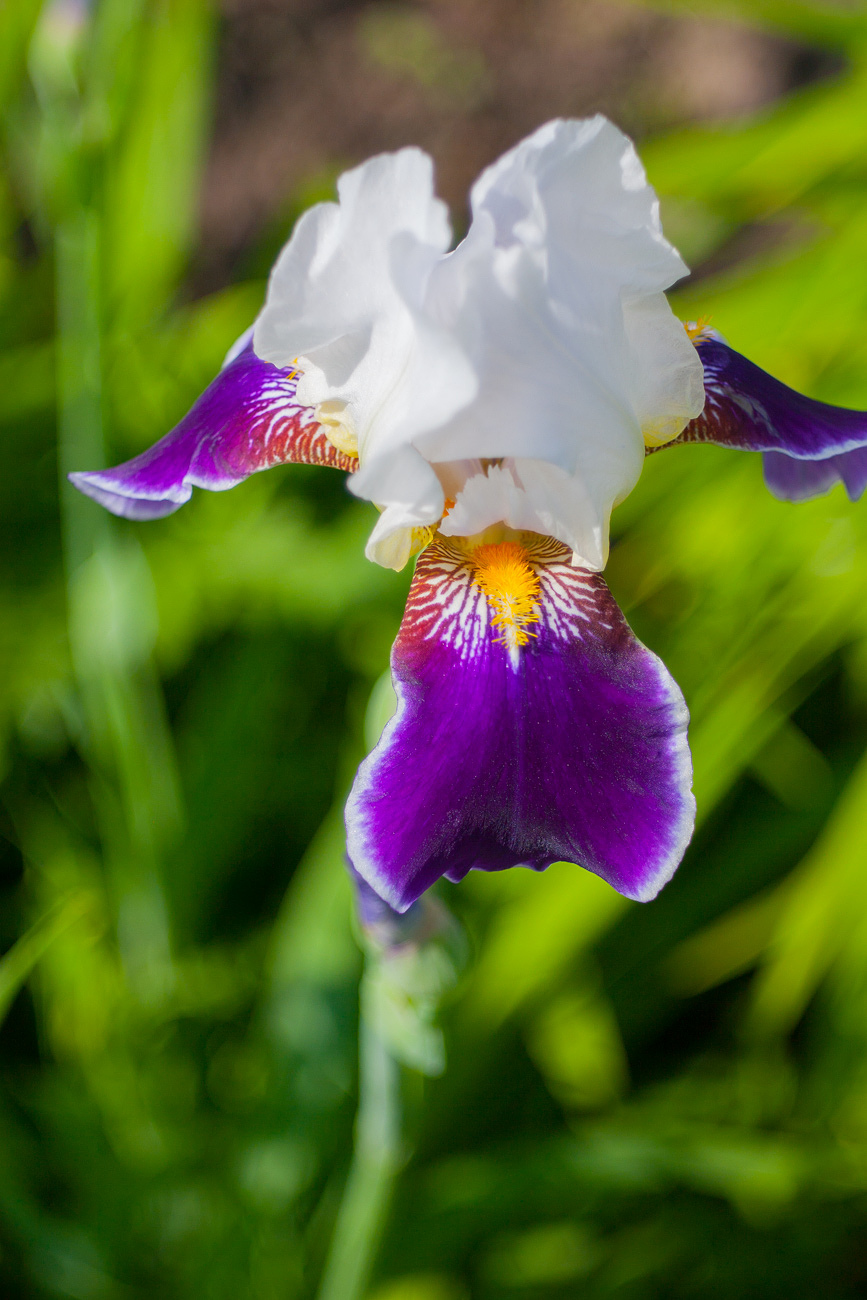 Изображение особи Iris &times; hybrida.