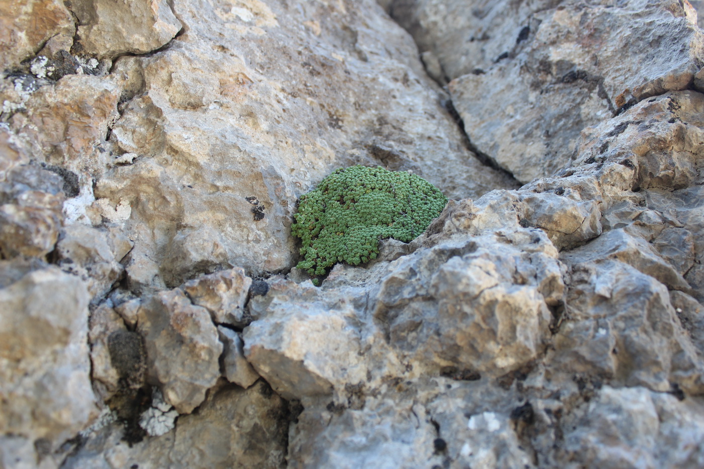 Image of Dionysia tapetodes specimen.