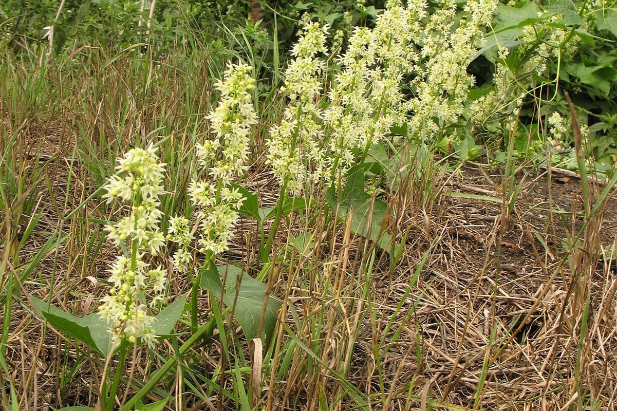 Изображение особи Echinocystis lobata.