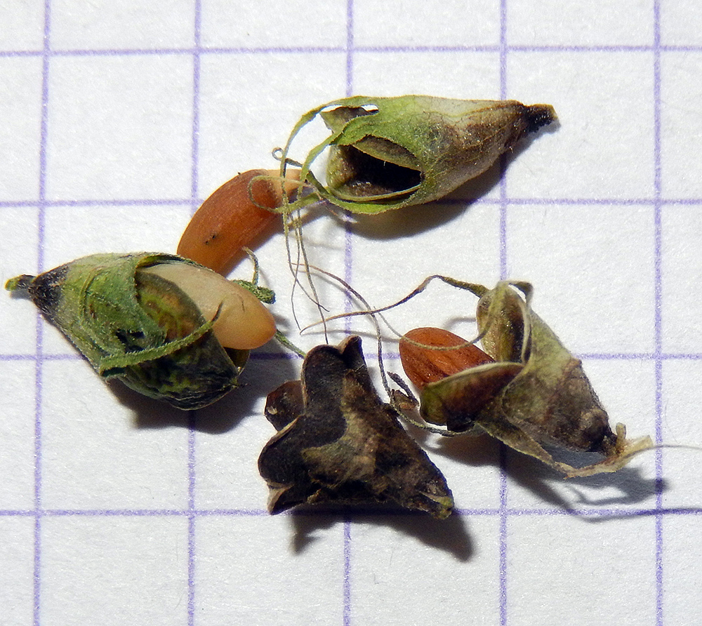 Image of Melampyrum arvense specimen.