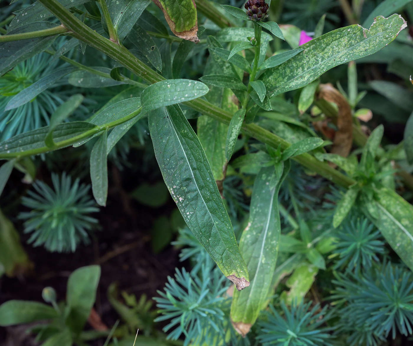 Изображение особи Centaurea jacea.