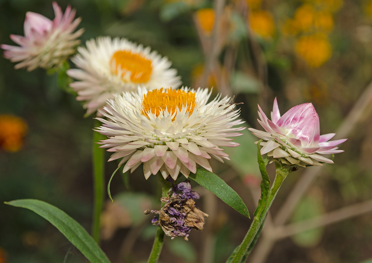 Image of Xerochrysum bracteatum specimen.