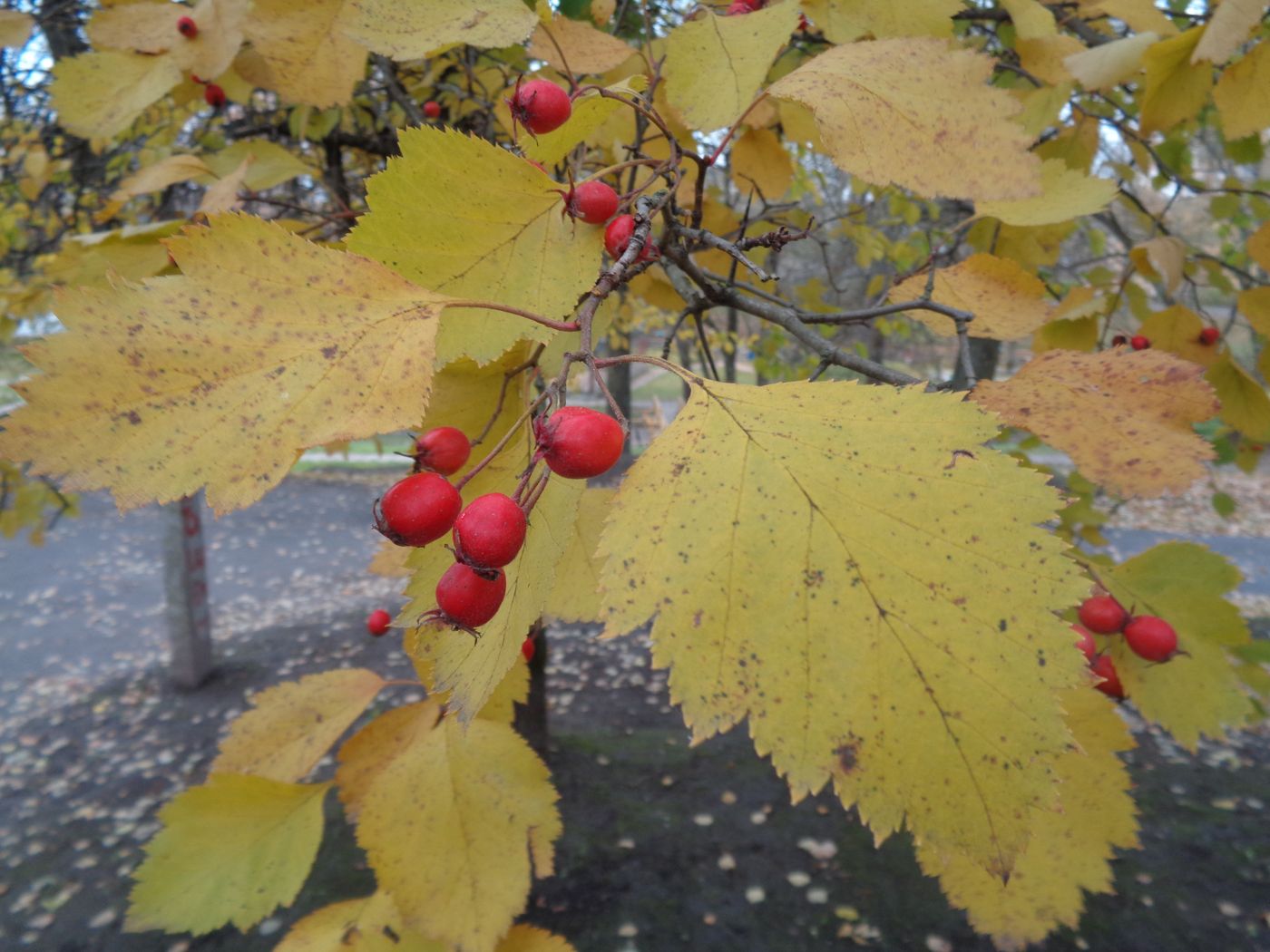 Image of genus Crataegus specimen.