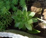 Sempervivum tectorum