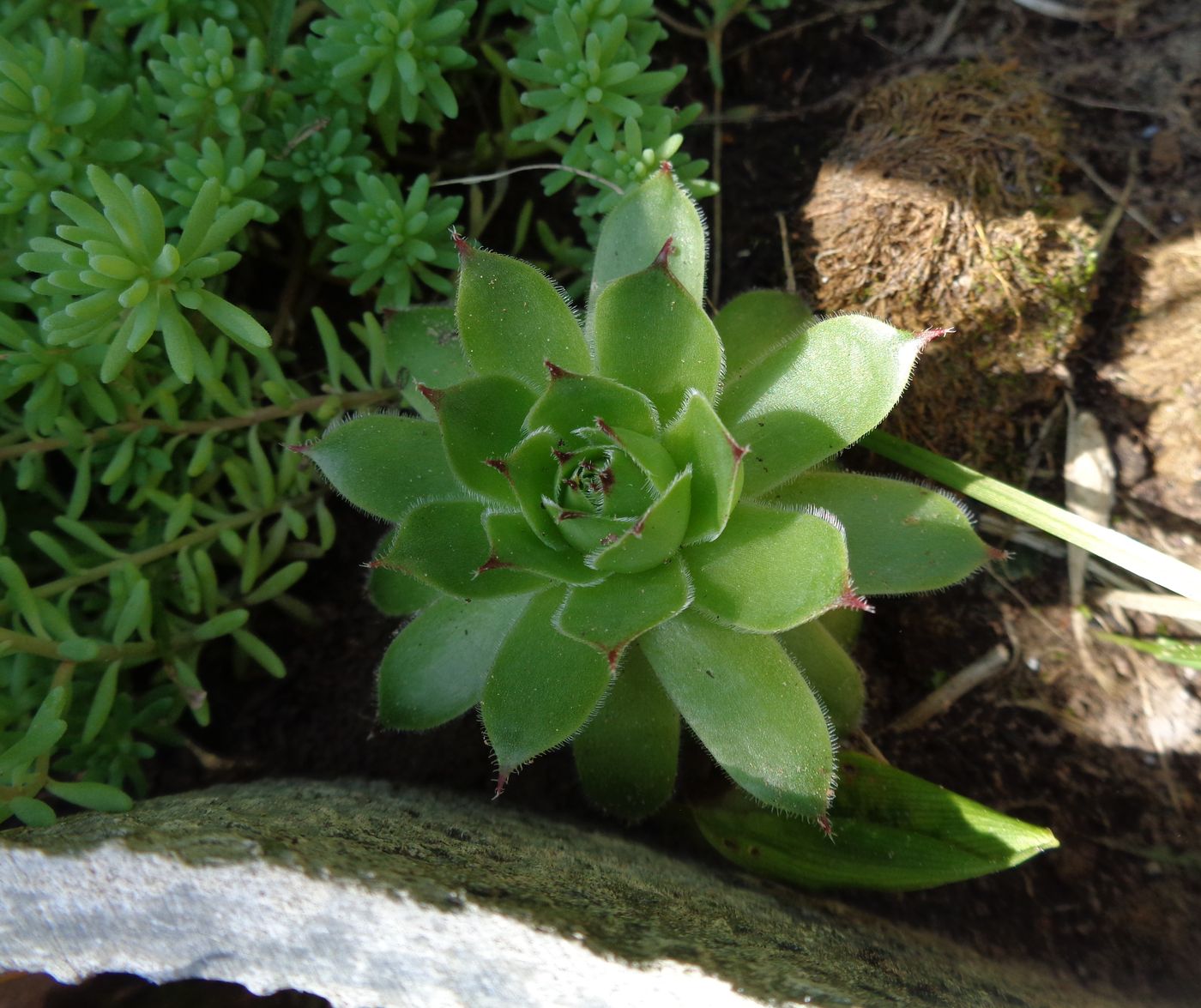 Изображение особи Sempervivum tectorum.