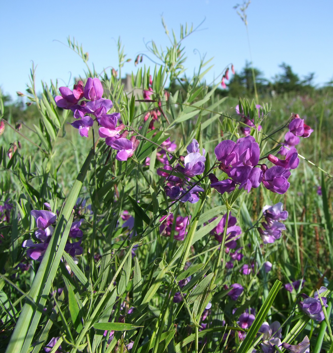Image of Lathyrus pilosus specimen.