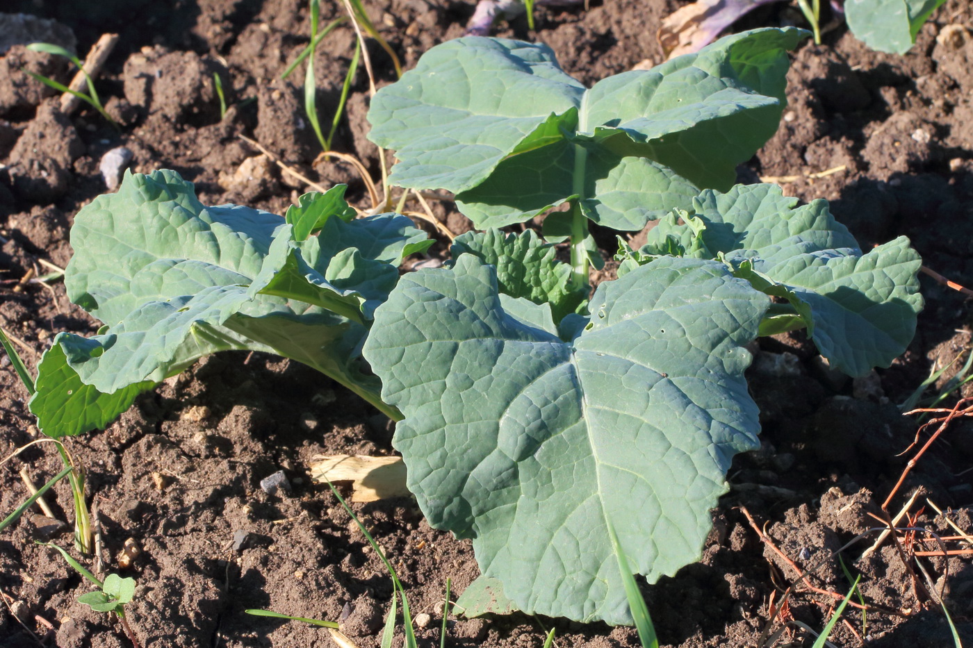 Image of Brassica napus specimen.