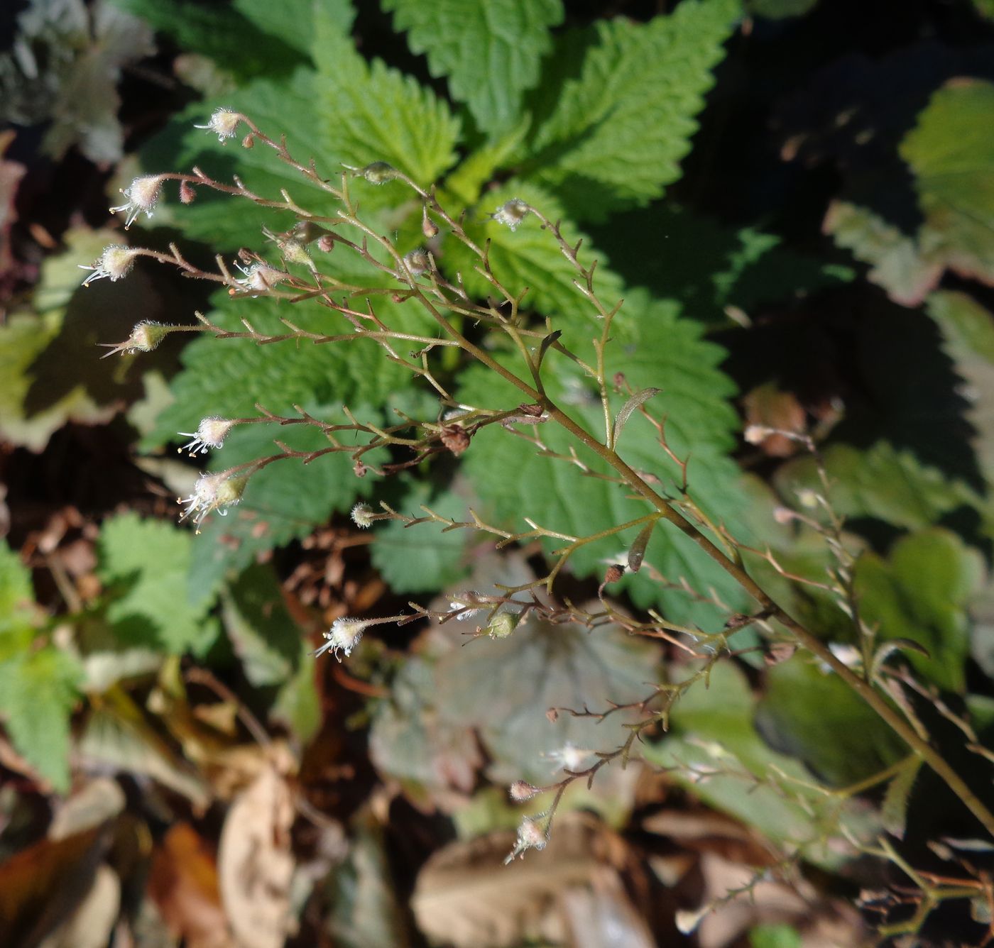 Image of Heuchera micrantha specimen.