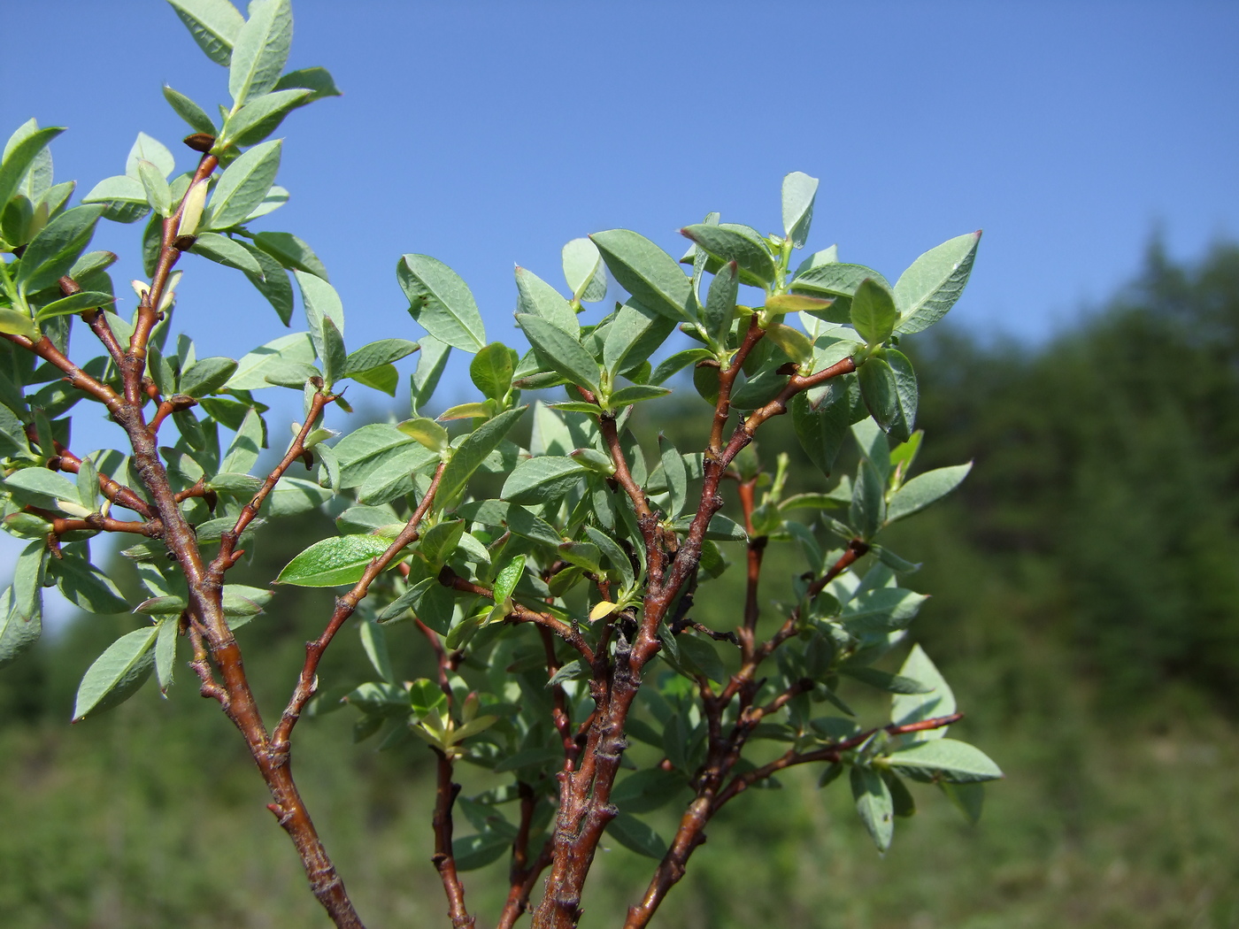 Изображение особи Salix saxatilis.