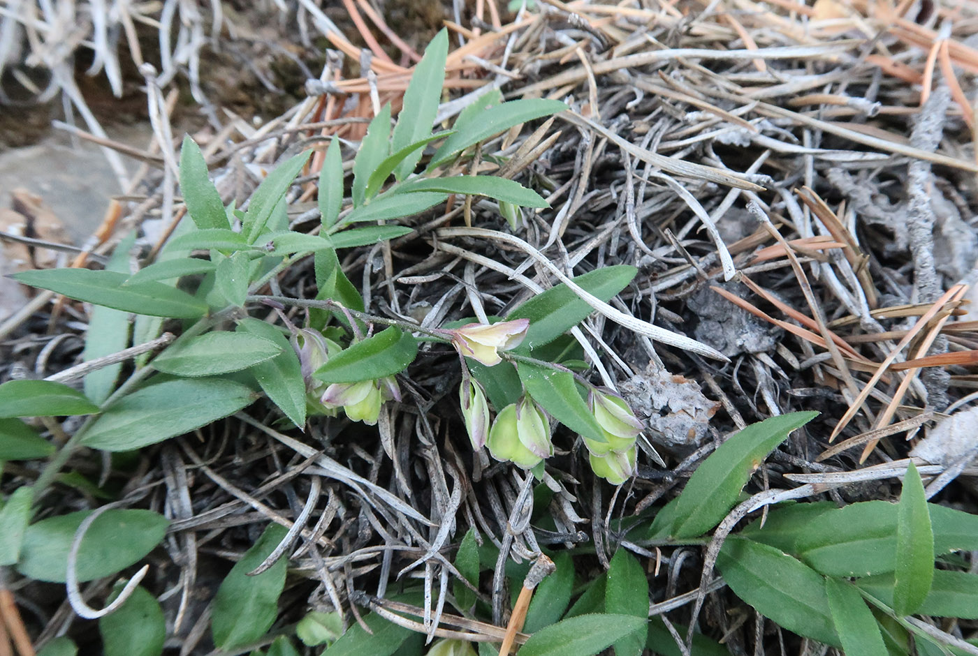 Image of Polygala sibirica specimen.