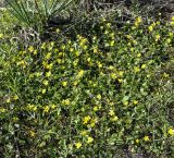 Ranunculus подвид cytheraeus