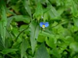 Commelina communis