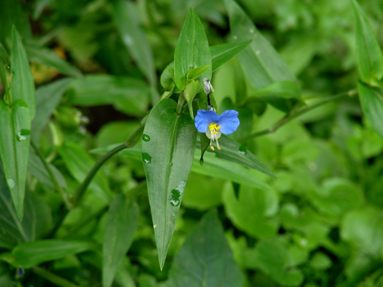 Изображение особи Commelina communis.