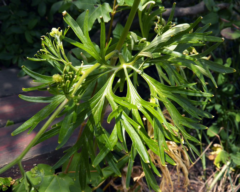 Image of genus Delphinium specimen.