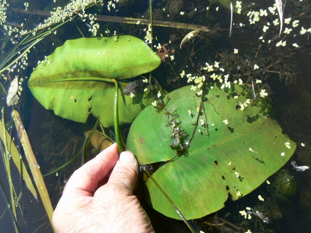 Изображение особи Nuphar japonica.