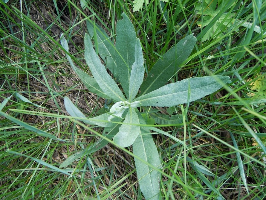 Image of Cirsium incanum specimen.