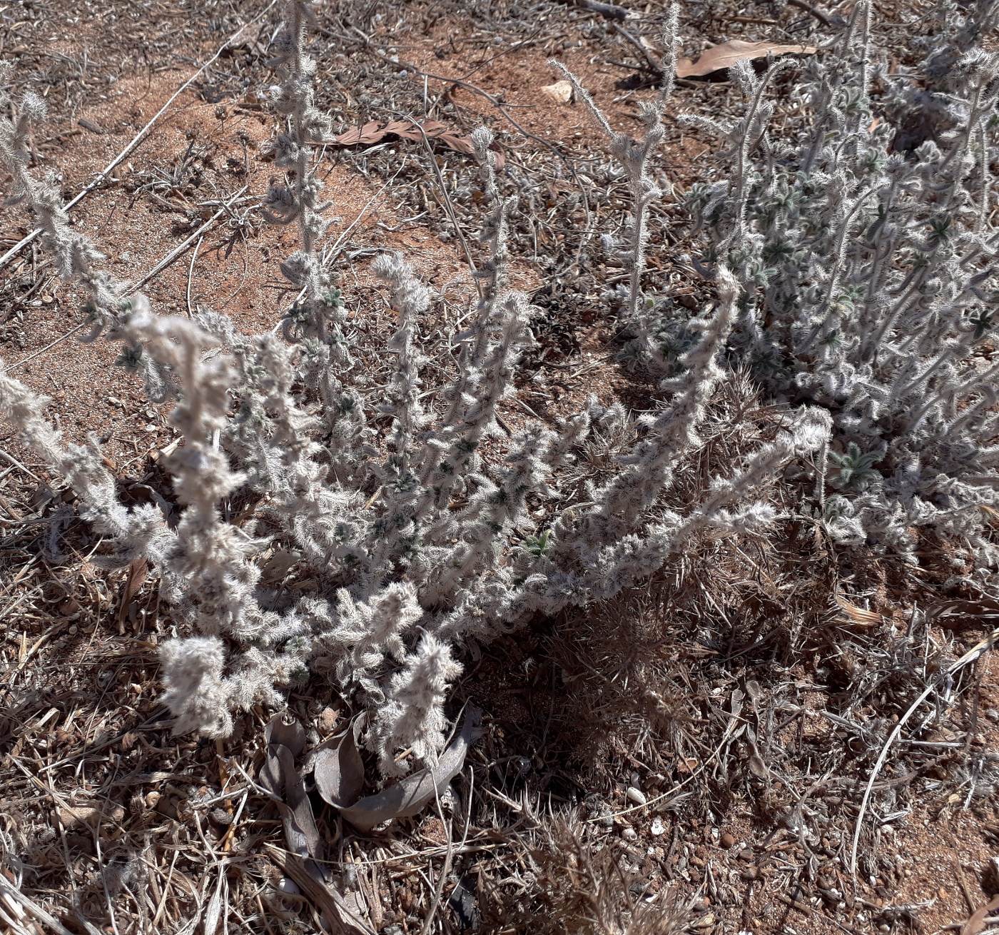 Image of Echium angustifolium specimen.