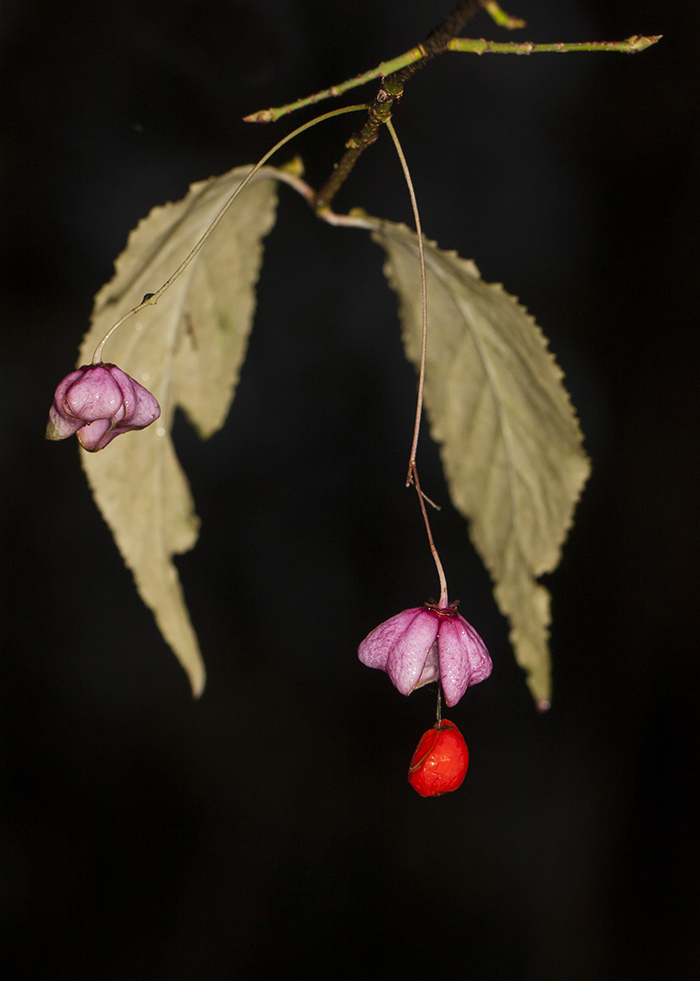 Image of Euonymus verrucosus specimen.