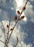 Betula exilis