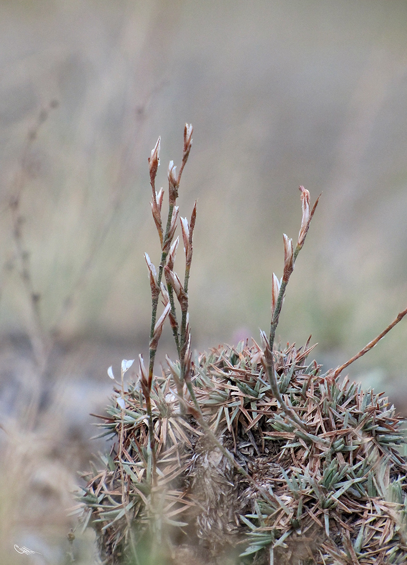 Image of Acantholimon compactum specimen.