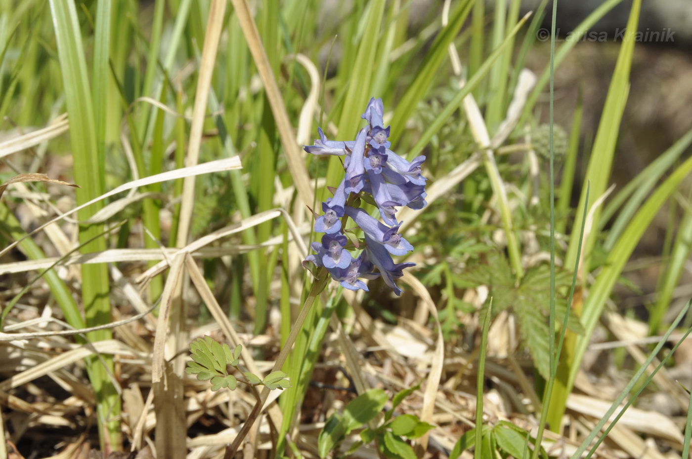 Image of Corydalis fumariifolia specimen.