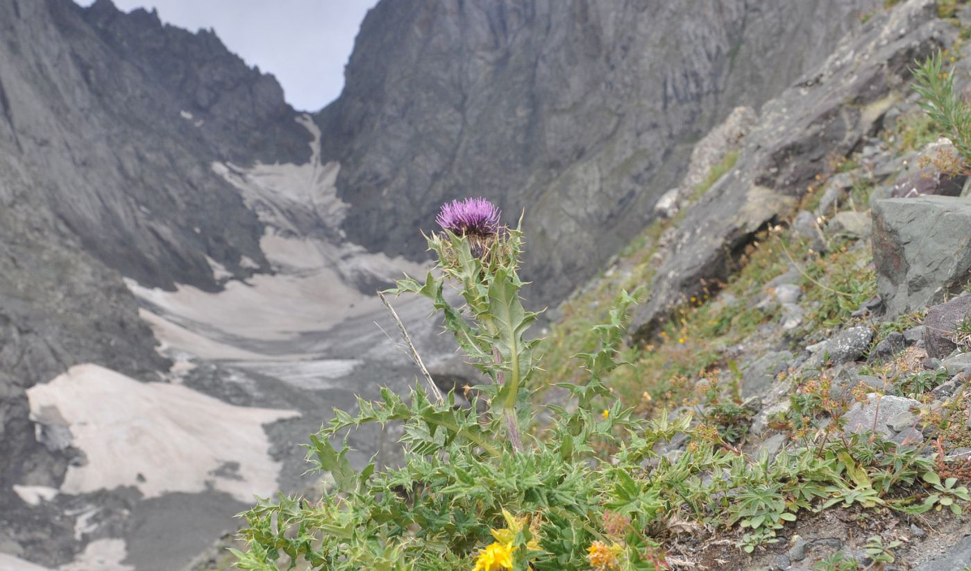 Изображение особи род Cirsium.