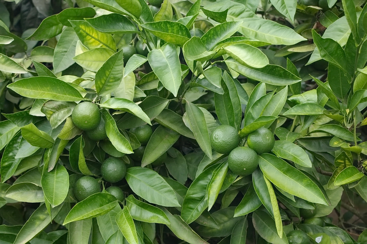 Image of Citrus reticulata specimen.