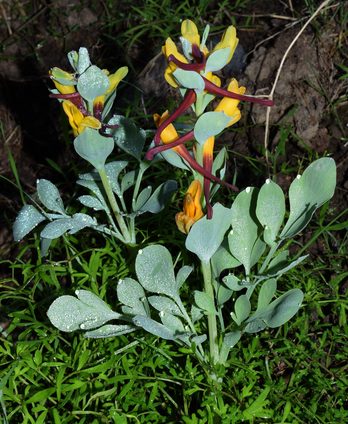 Image of Corydalis sewerzowii specimen.