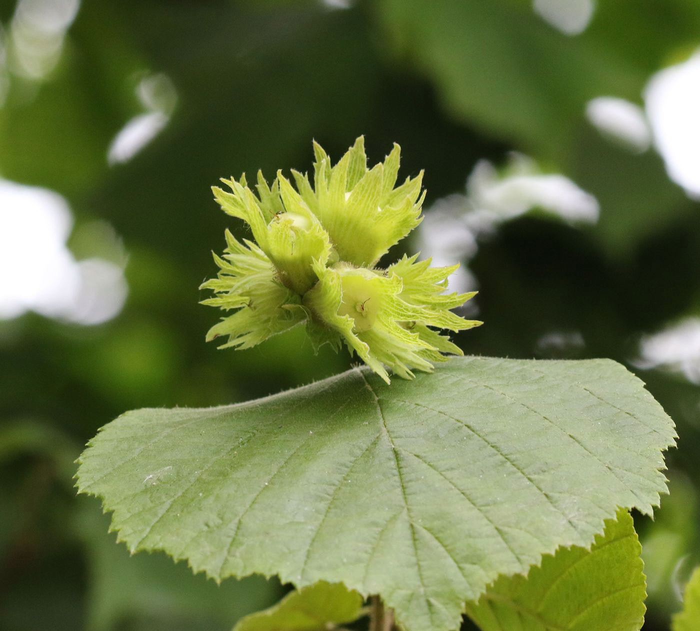 Image of Corylus avellana specimen.