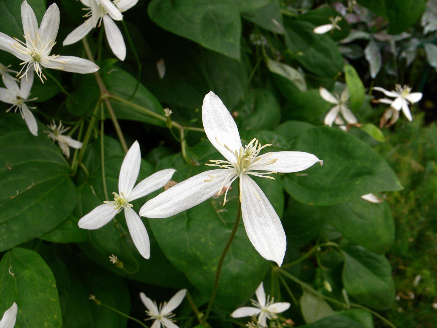 Image of Clematis mandshurica specimen.