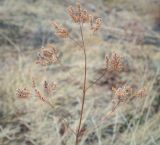 Origanum vulgare