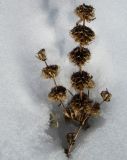 Phlomoides tuberosa