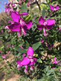 Polygala myrtifolia. Верхушки побегов с соцветиями. Испания, Валенсия, г. Кастельон-де-ла-Плана, городское озеленение. 25.03.2019.