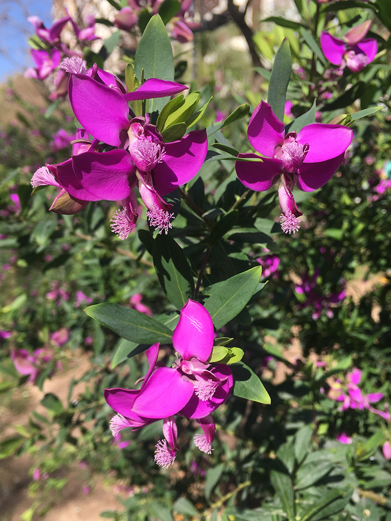 Image of Polygala myrtifolia specimen.
