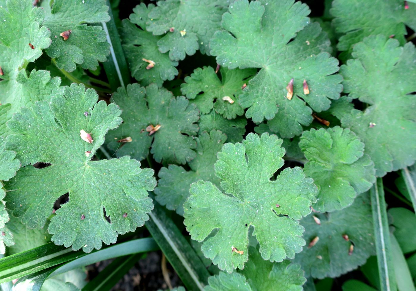 Изображение особи Geranium &times; magnificum.