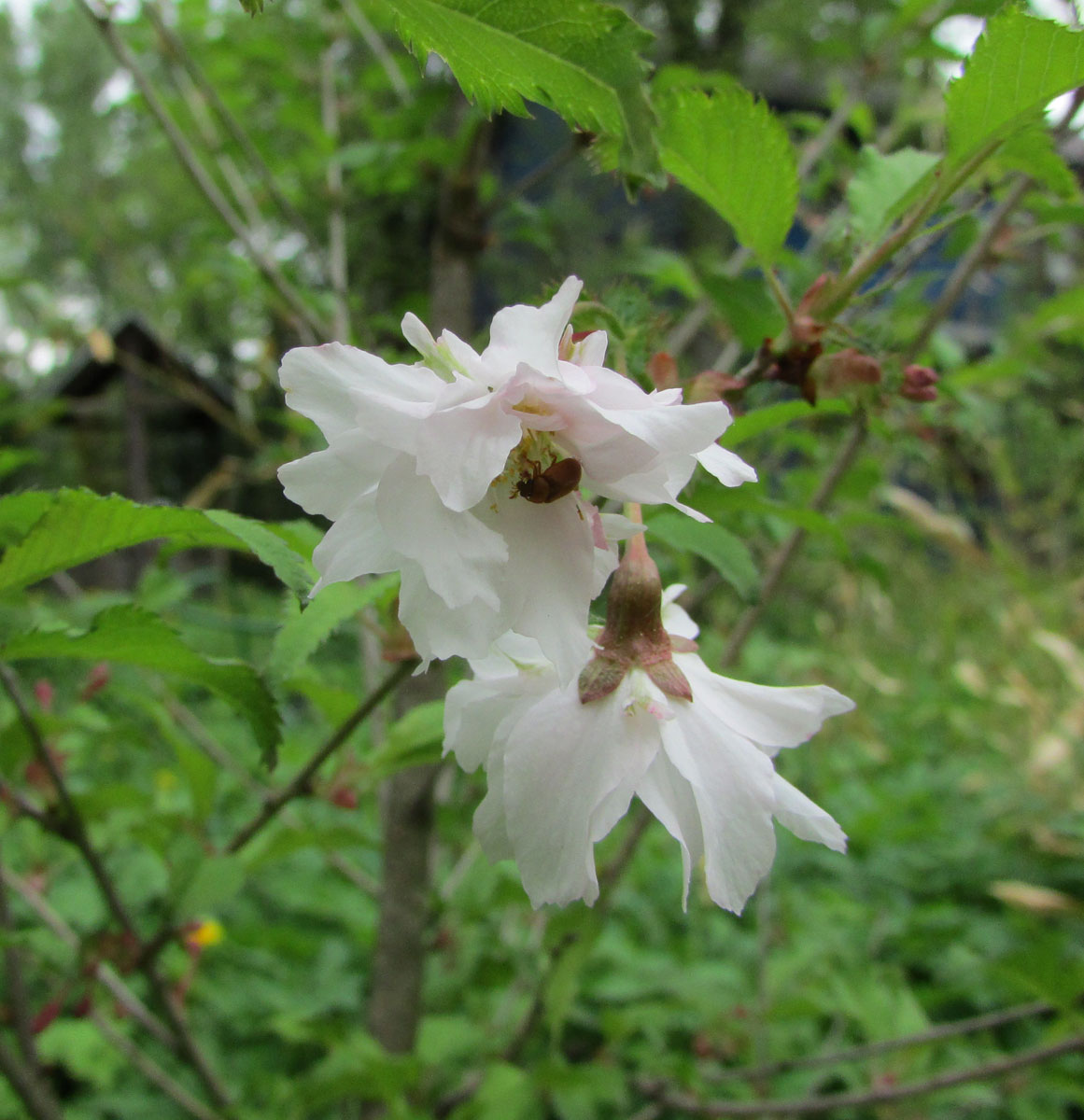 Image of Prunus incisa specimen.
