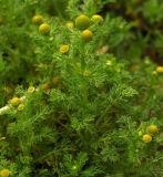 Matricaria discoidea