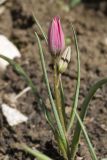 Tulipa humilis