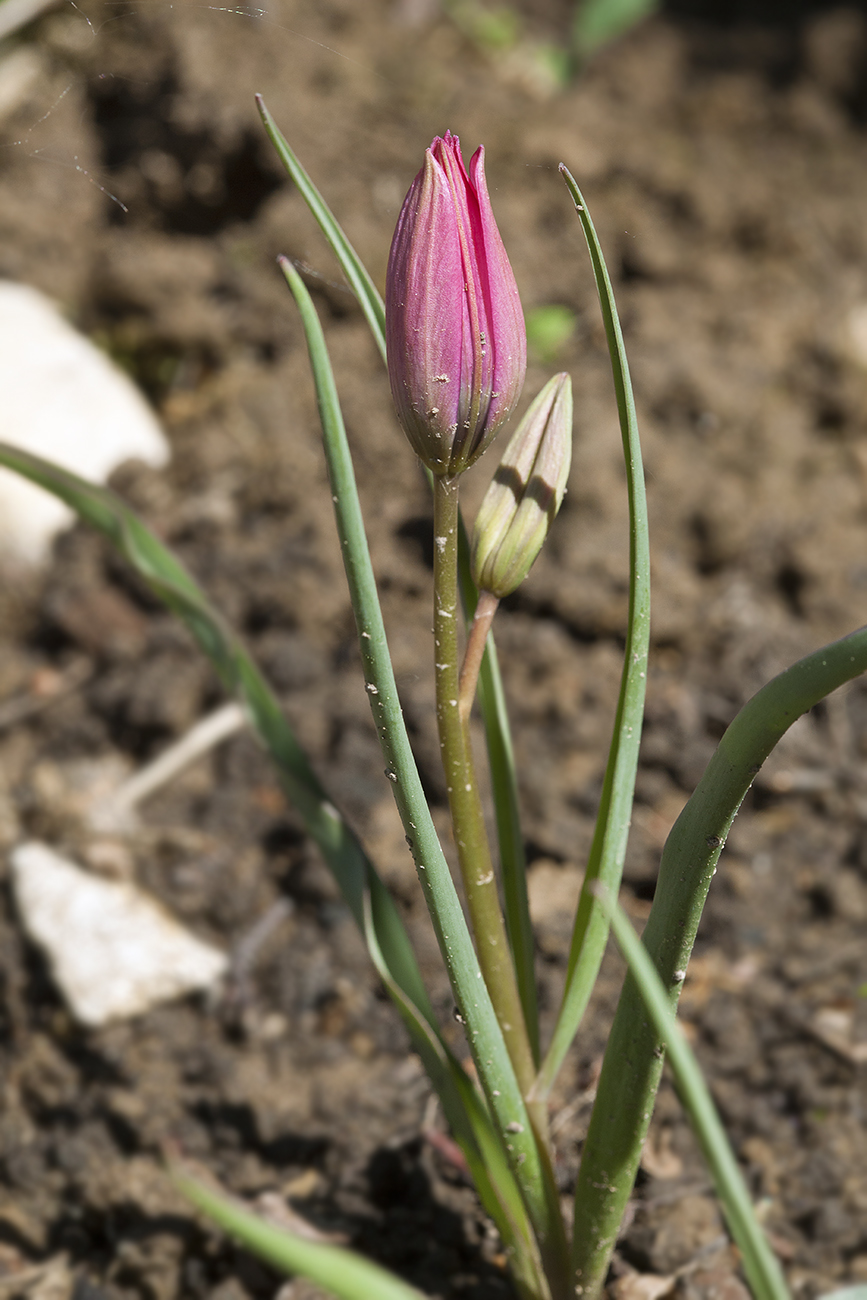 Image of Tulipa humilis specimen.