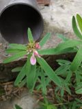 Trifolium lupinaster