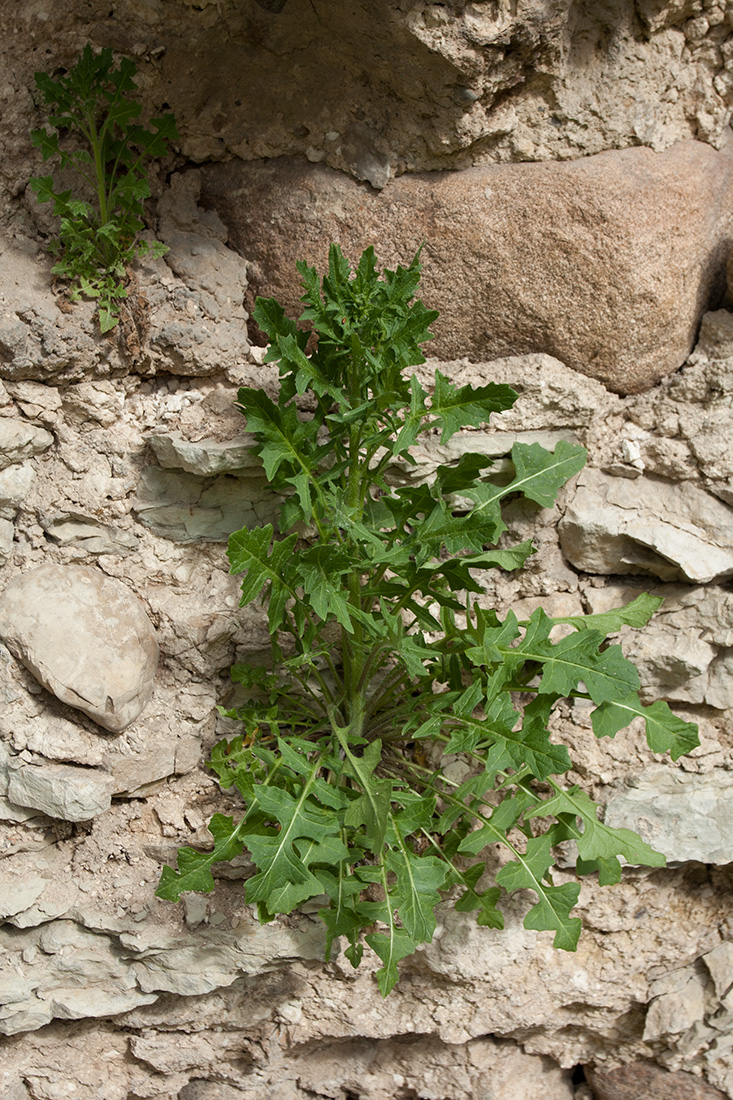 Image of Sisymbrium loeselii specimen.