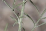 Centaurea caprina