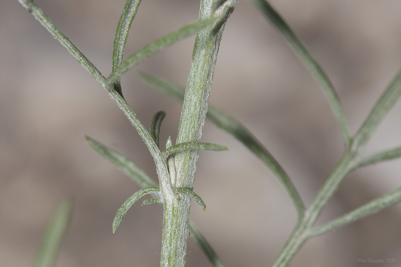 Image of Centaurea caprina specimen.